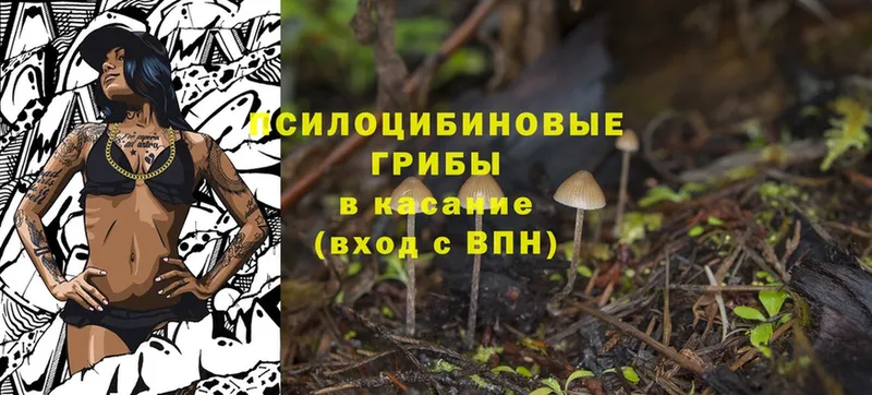 Псилоцибиновые грибы Psilocybine cubensis  Борисоглебск 